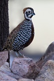 Montezuma Quail