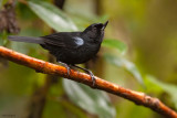 Glossy Flowerpiercer 