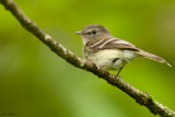 Gray-breasted Flycatcher