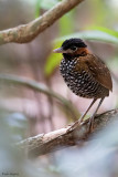 Black-crowned Antpitta