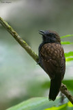 Spiny-faced Antshrike