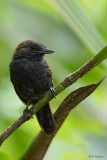 Spiny-faced Antshrike