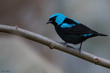 Scarlet-thighed Dacnis