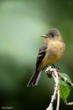 Ochraceous Pewee