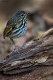 Streak-chested Antpitta