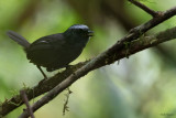 Silvery-fronted Tapaculo