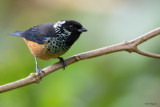 Spangle-cheeked Tanager