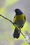 Black-and-yellow Silky-flycatcher 