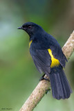 Black-and-yellow Silky-flycatcher