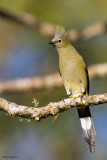 Long-tailed Silky-flycatcher