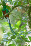 Resplendent Quetzal