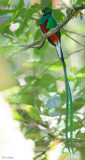 Resplendent Quetzal