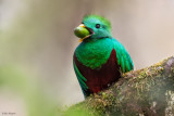 Resplendent Quetzal