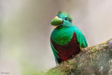 Resplendent Quetzal