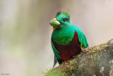 Resplendent Quetzal 