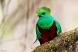 Resplendent Quetzal 