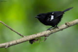 Dot-winged Antwren
