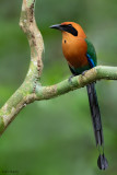 Rufous Motmot