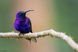 Violet Sabrewing