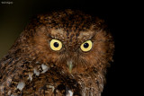 Bare-shanked Screech-Owl 