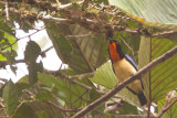 Orange-throated Tanager