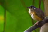 White-lored Antpitta