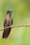 Brown Violetear