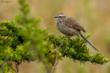 Andean Tit-Spinetail