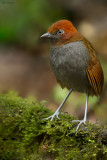 Chestnut-naped Antpitta