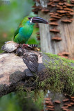 Crimson-rumped Toucanet vs. Cloud-forest Pygmy-Owl 