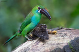 Crimson-rumped Toucanet vs. Cloud-forest Pygmy-Owl 