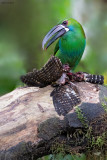 Crimson-rumped Toucanet vs. Cloud-forest Pygmy-Owl