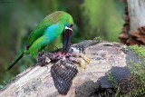 Crimson-rumped Toucanet vs. Cloud-forest Pygmy-Owl