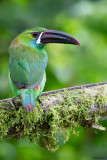 Crimson-rumped Toucanet 