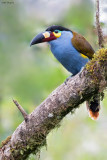 Plate-Billed Mountain-Toucan