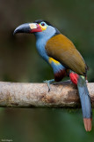Plate-Billed Mountain-Toucan
