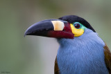 Plate-Billed Mountain-Toucan
