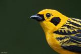 Golden Tanager