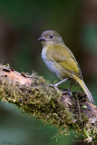 Dusky Chlorospingus