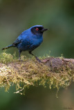 Masked Flowerpiercer