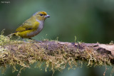 Orange-bellied Euphonia
