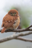 Peruvian Pygmy-Owl