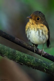 Ochre-Breasted Antpitta