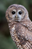Spotted Owl