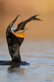 Double-crested Cormorant (Cormorants and Shags)