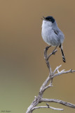 California Gnatcatcher