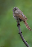 Slate-colored Fox Sparrow