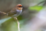 Red-capped Forest Warbler