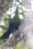 Livingstone Turaco