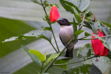 Uluguru Violet-backed Sunbird